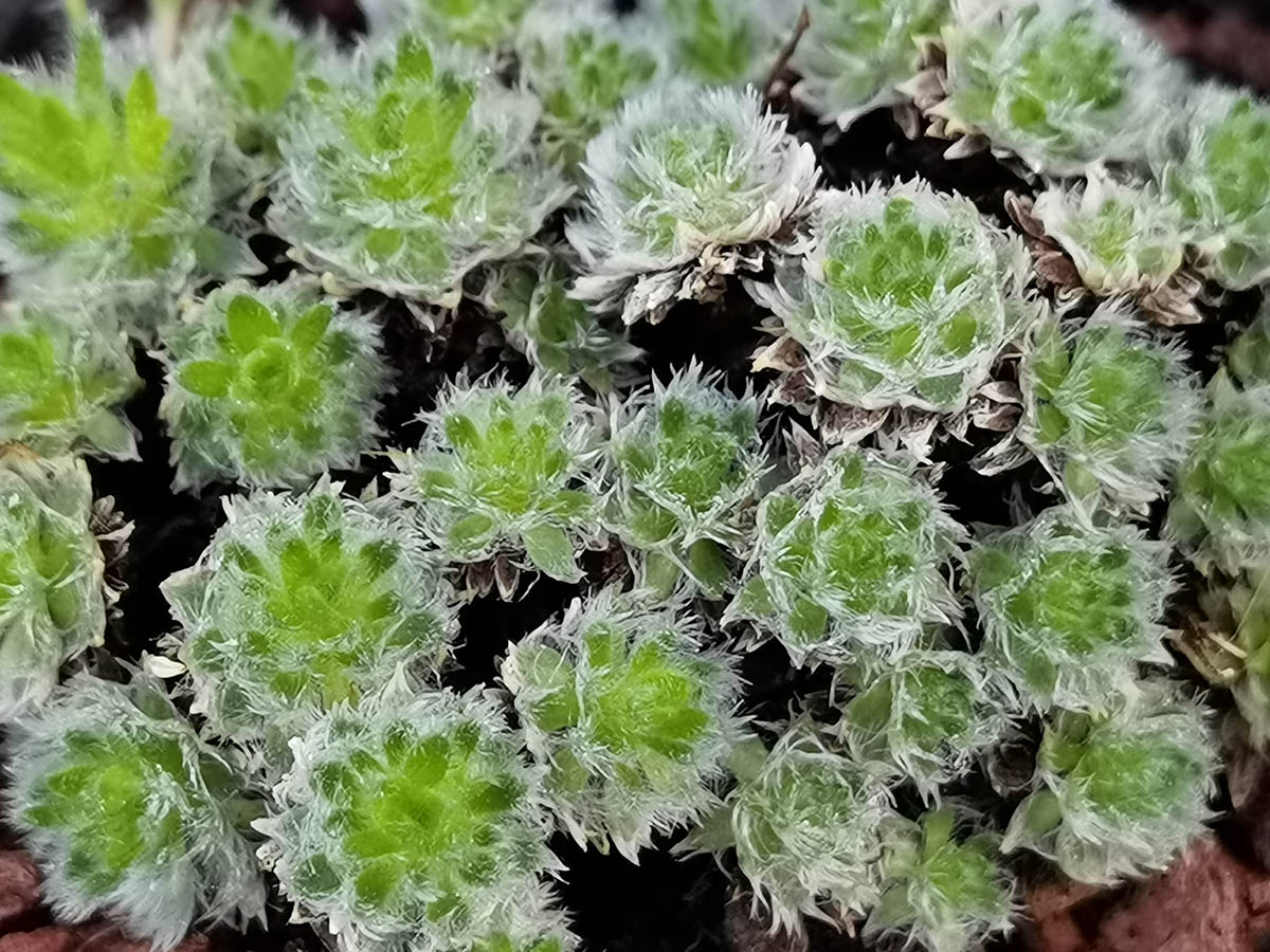 Androsace robusta (Groupe Jacquemontii)